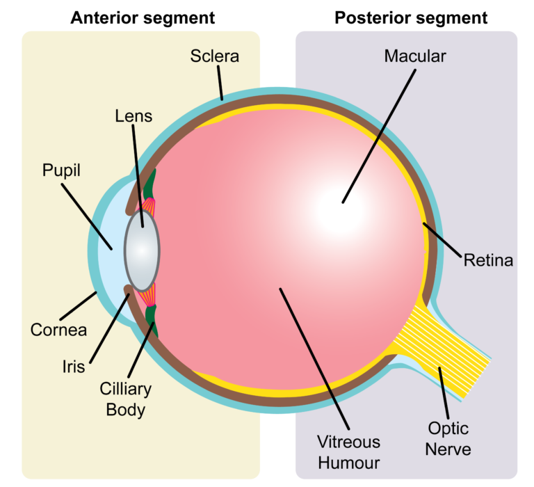 A Sight for Sore Eyes: Challenges and Innovations in Ophthalmic Drug ...